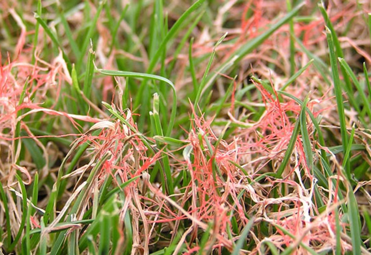 Problem Grass Red Thread Disease