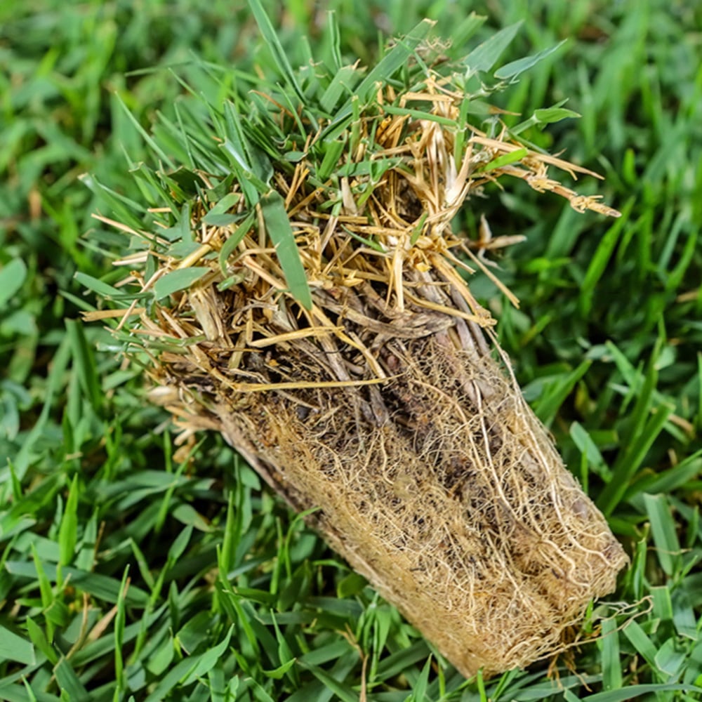Zoysia grass plug with thick roots and thatch