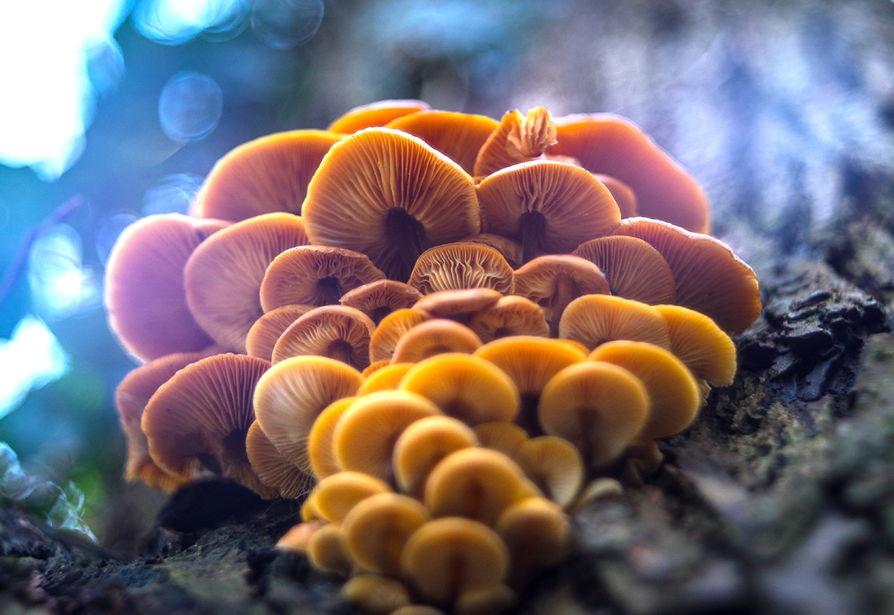 Problem Mushrooms Tree