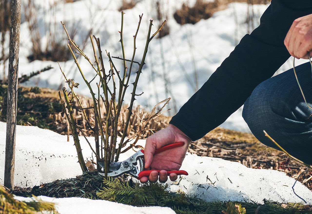 Pruning Tree Winter