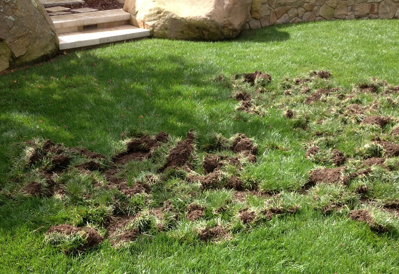 Racoon Lawn Damage