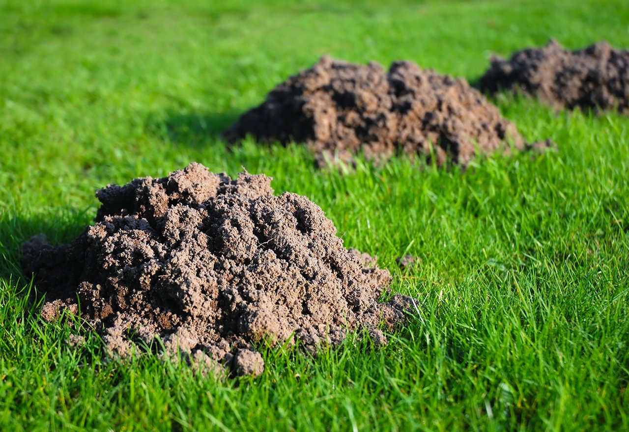 Rodent Mole Digging Mounds