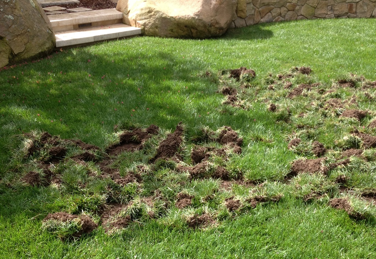 to lawn