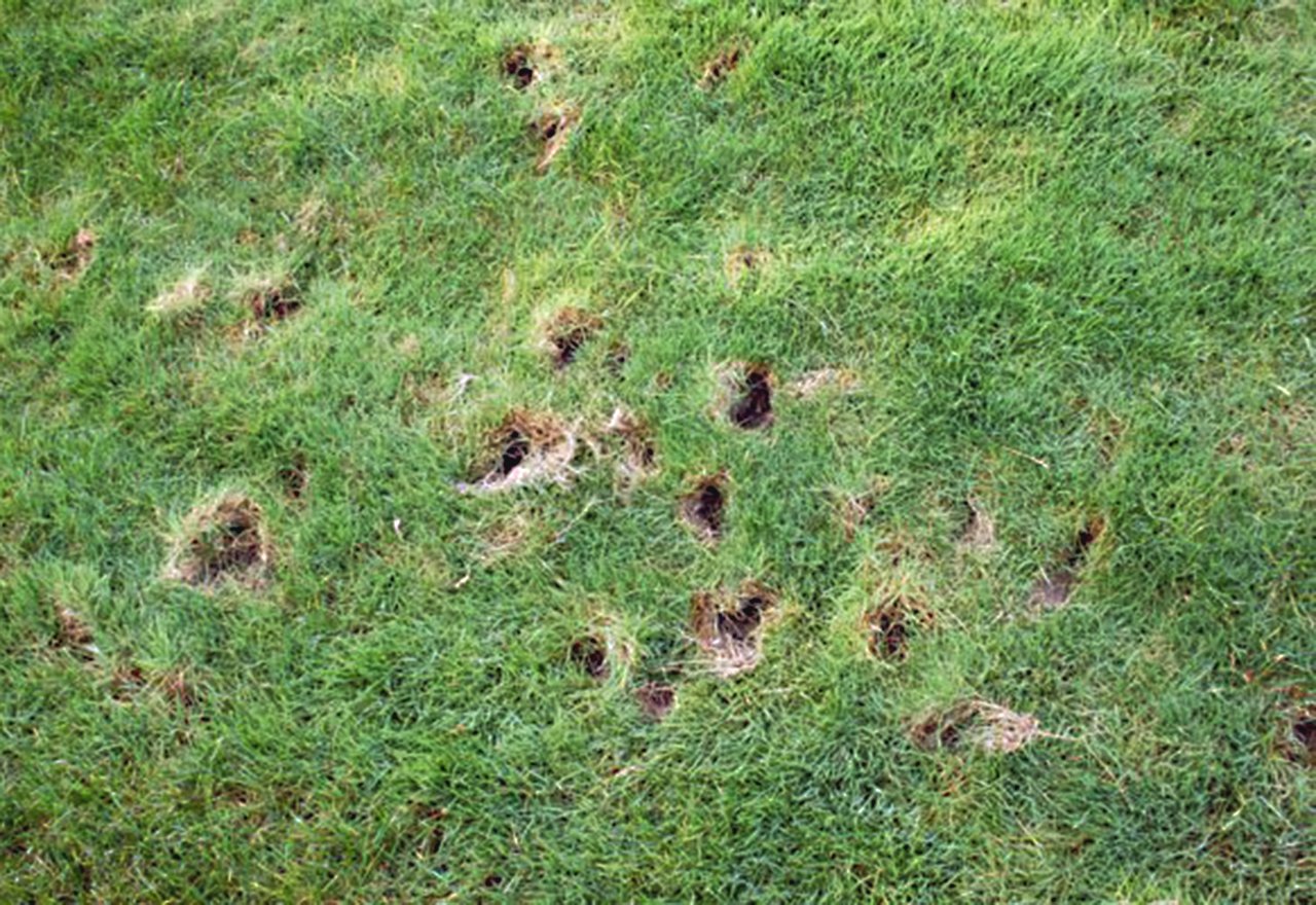 Skunk Hole Lawn Damage