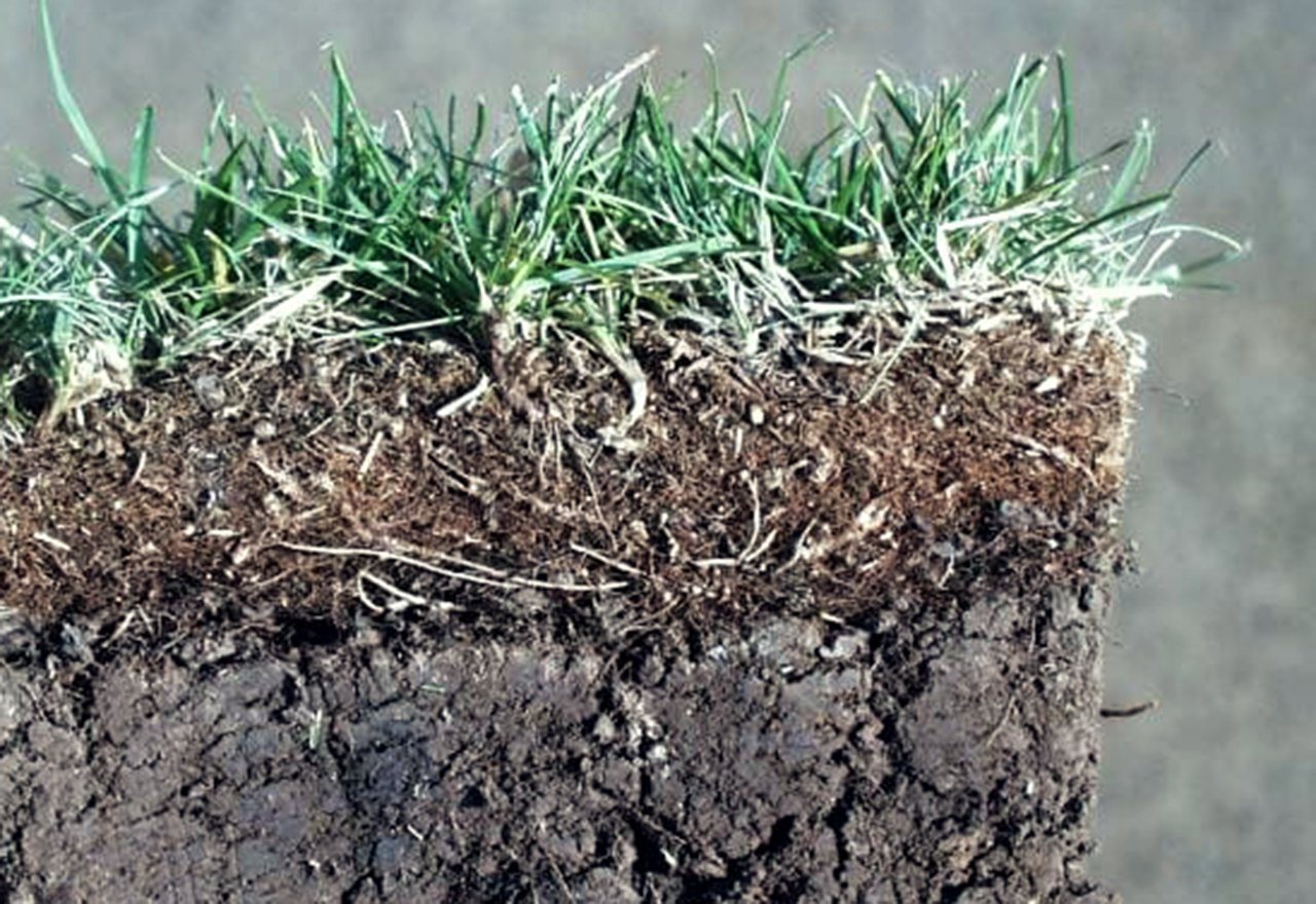 Soil Thatch