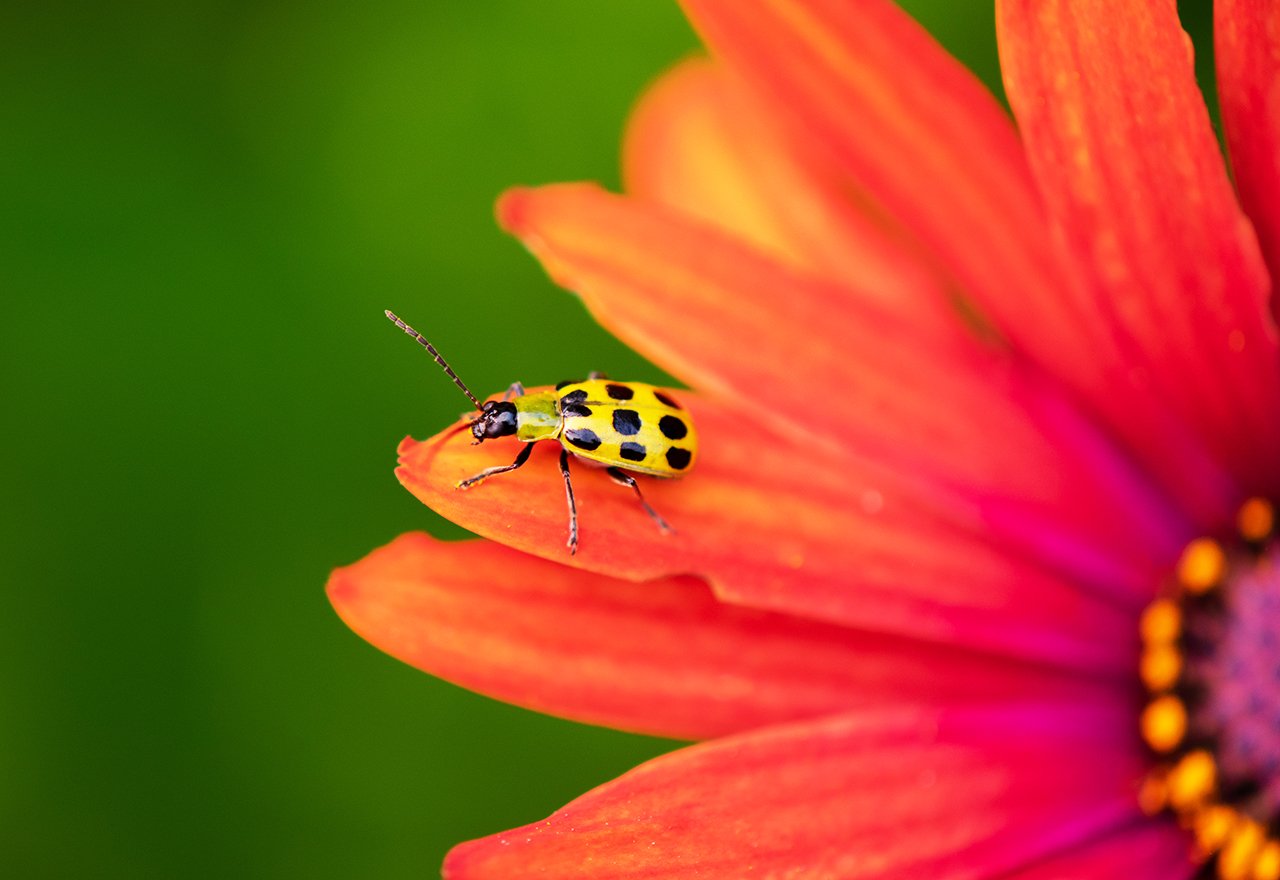 Spotted Cucumber Beetle