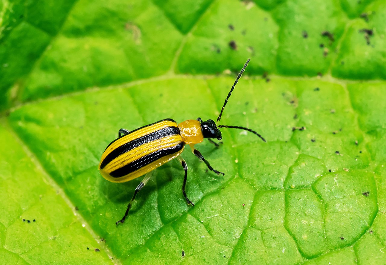 Striped Cucumber Beetle