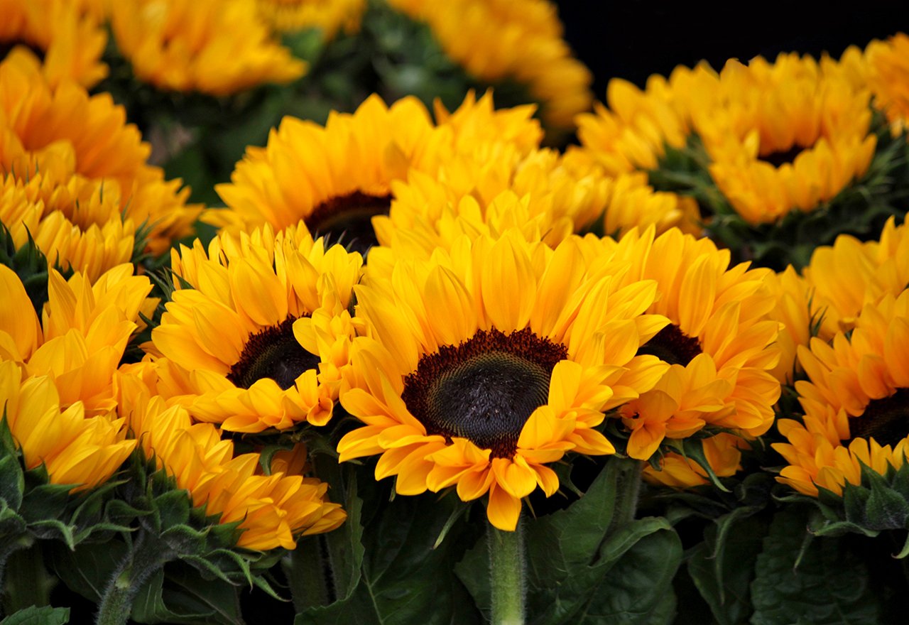 Sunflower Field