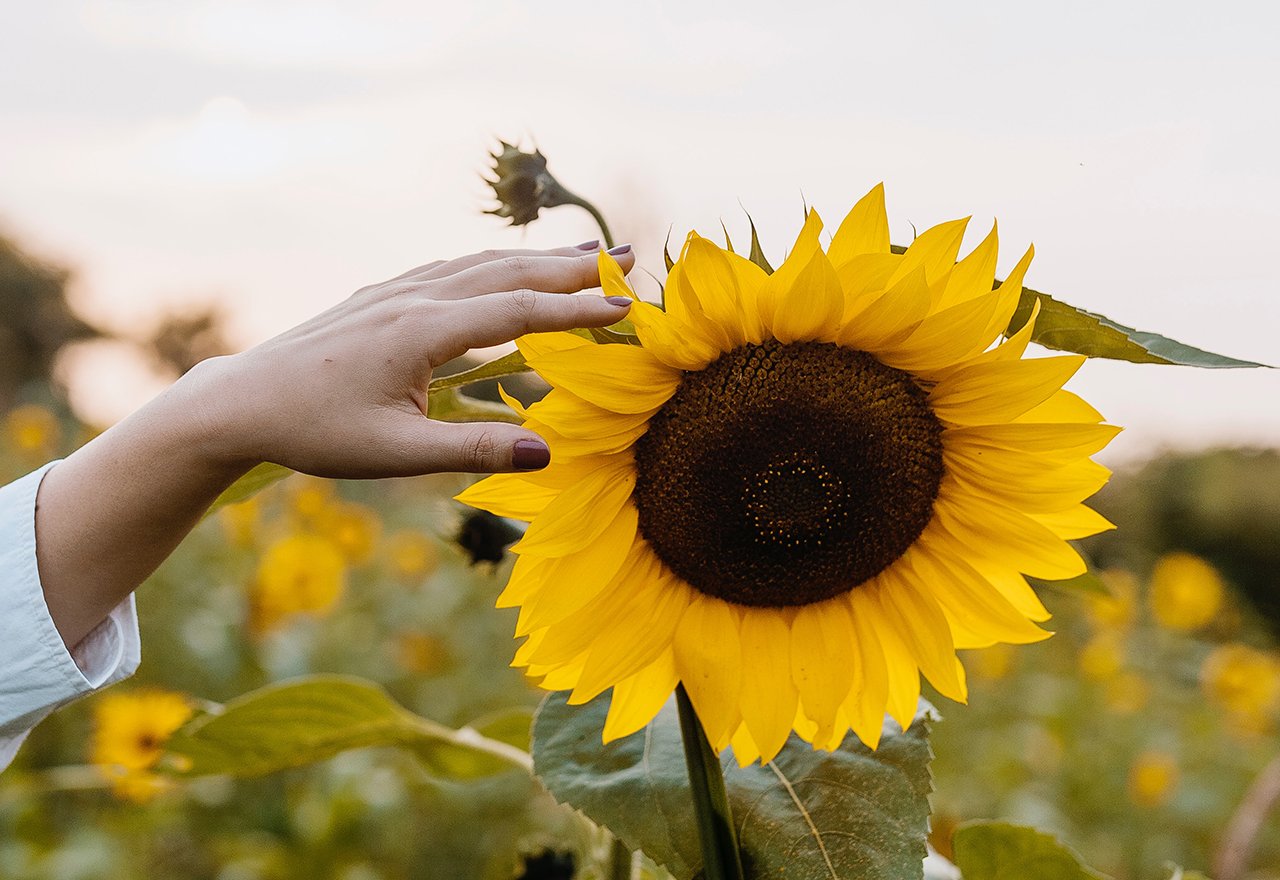 Sunflower Hand