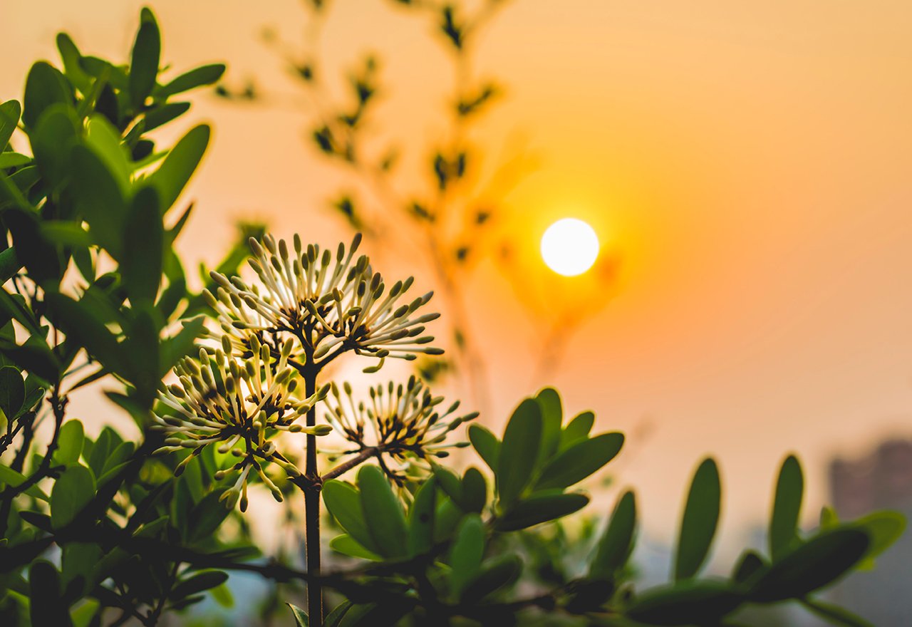 Sunset Plants