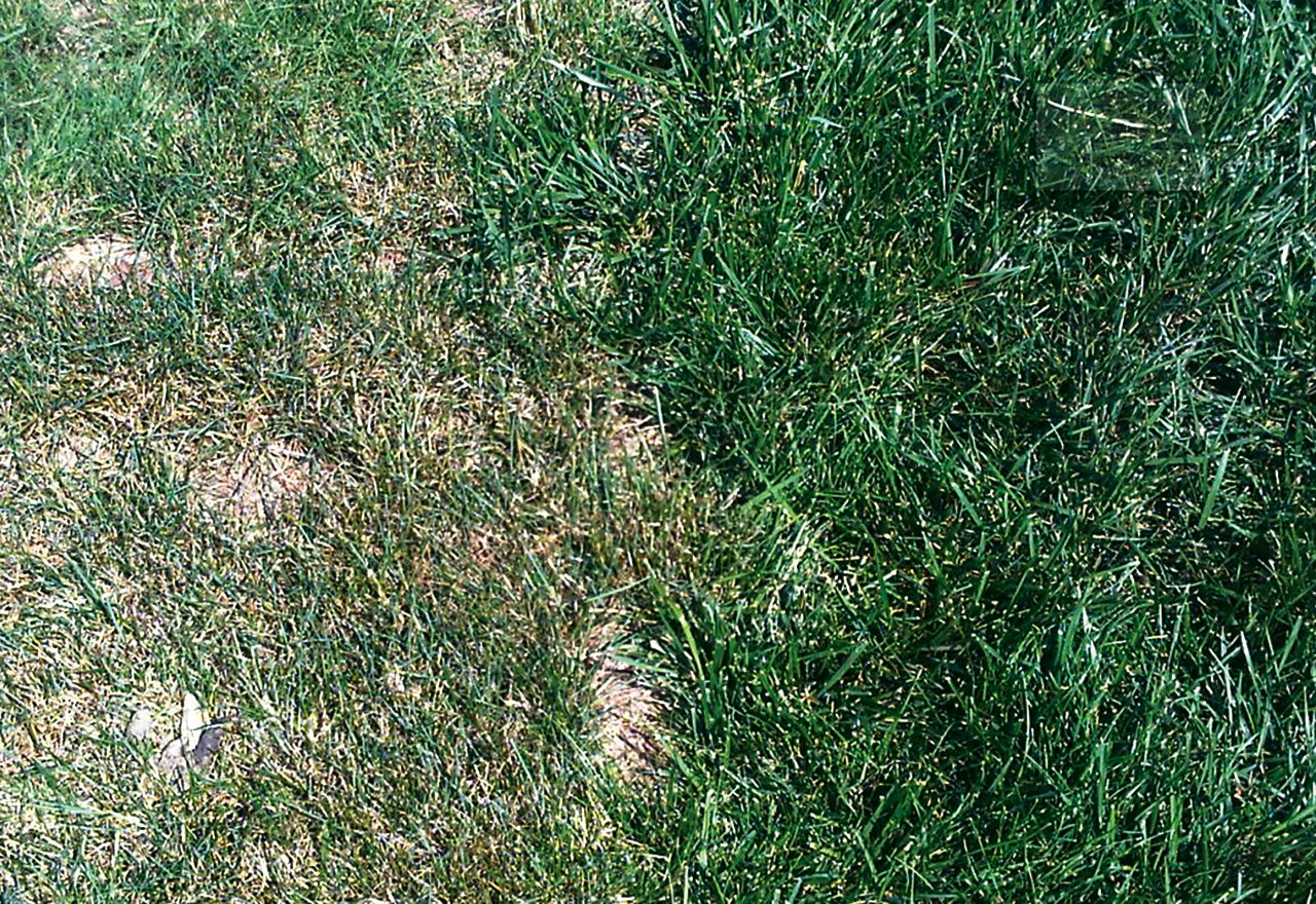 Tuff Turf Mix vs. Perennial Ryegrass