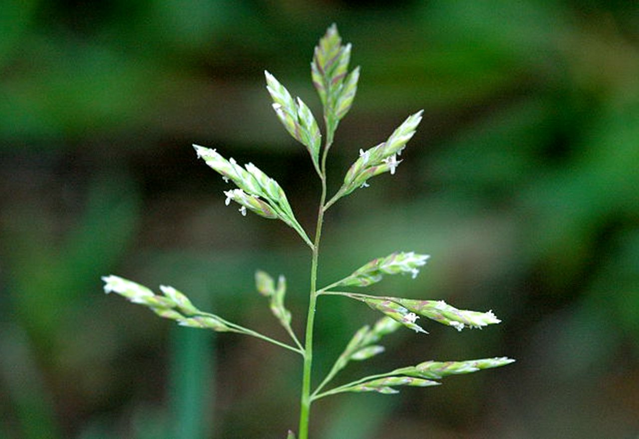 Weed Annual Bluegrass Poa Annua