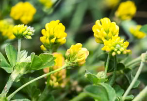 Weed Black Medic Flower