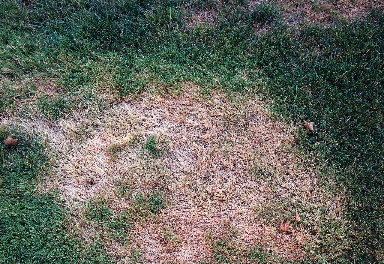 Weed Creeping Bentgrass