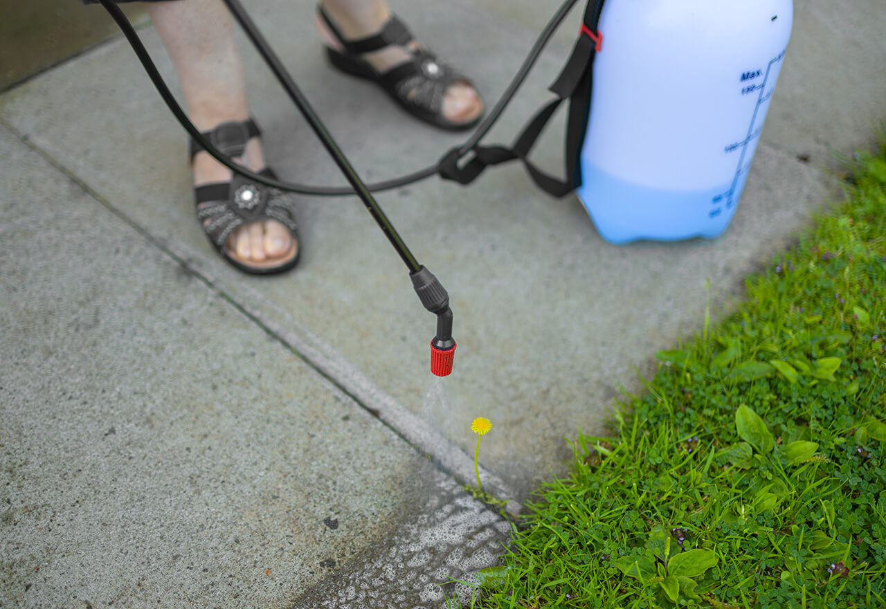 Weed Dandelion Driveway Pump Spraying_Web