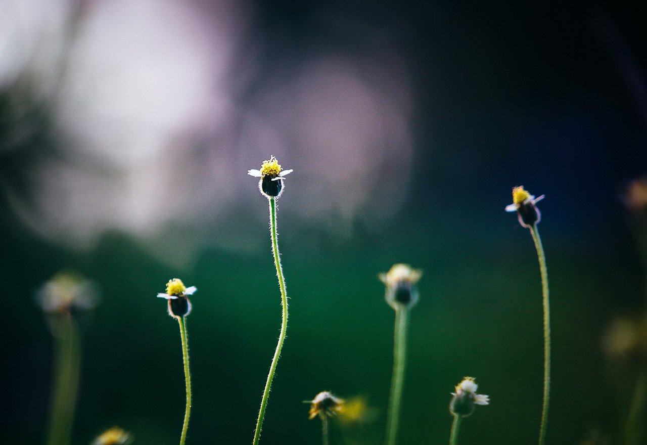 Weed Dandelions Field