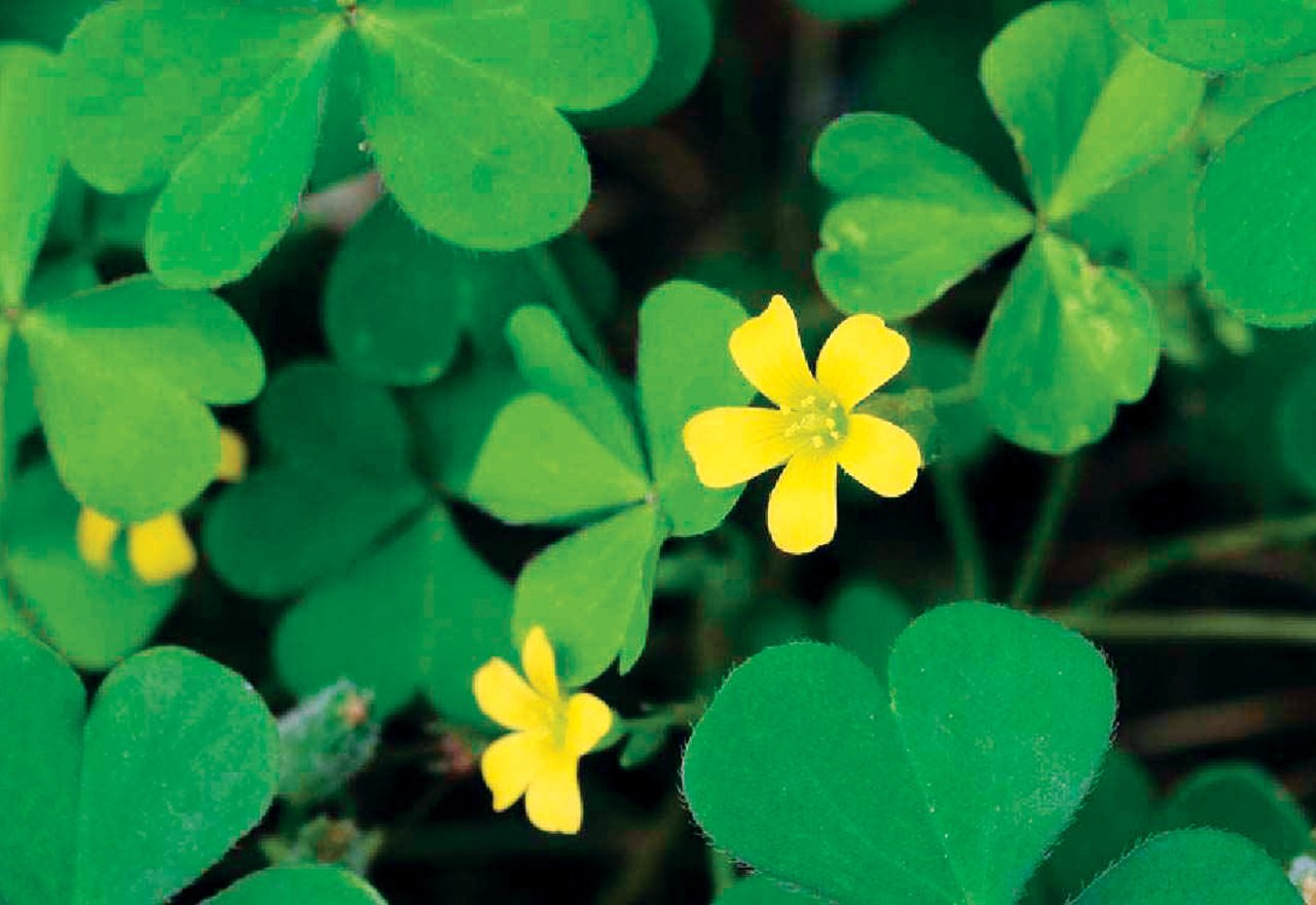 Oxalis Oxalis