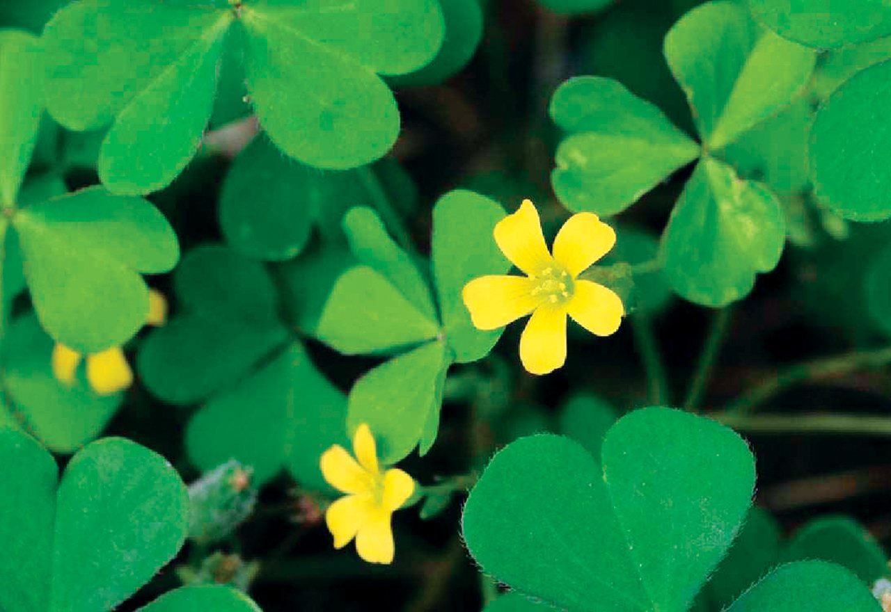 Weed Oxalis