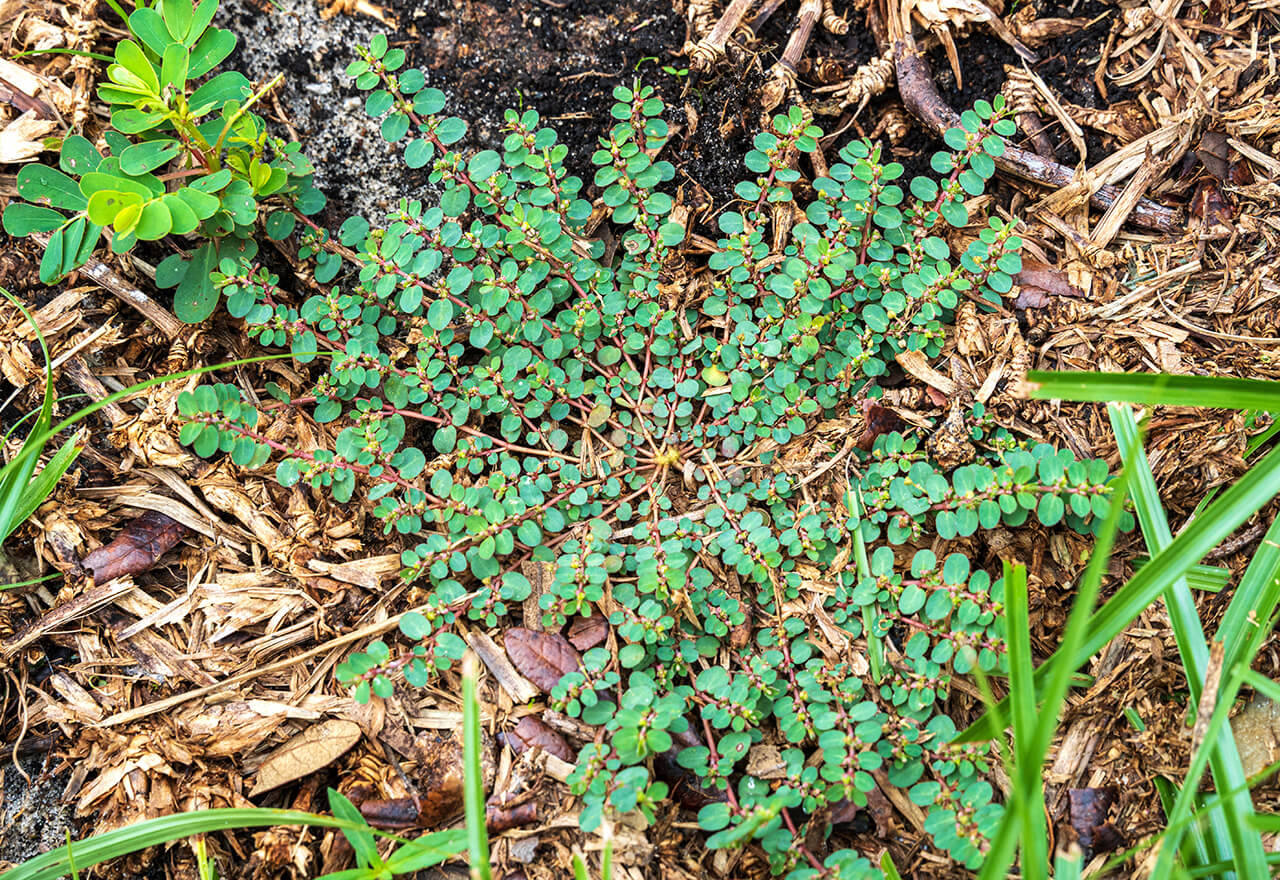 Weed Prostrate Spurge Yard Web