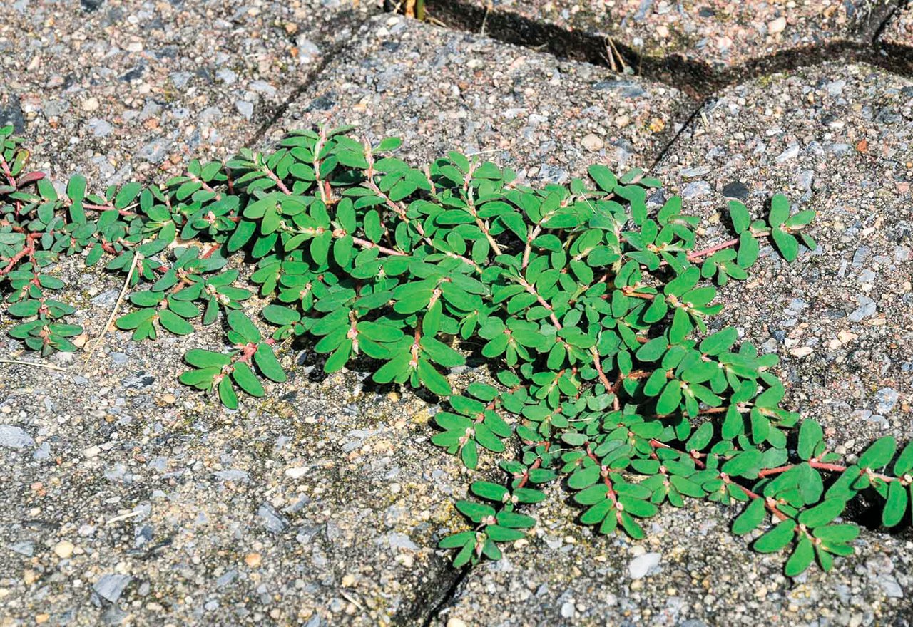 Weed Prostrate Spurge