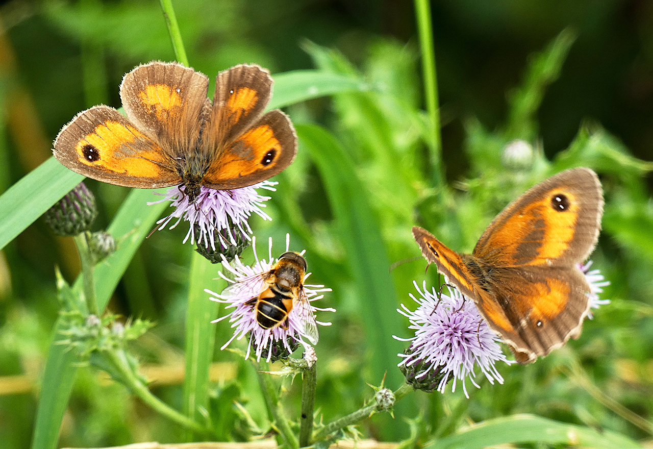 Weed Thistle Bee Butterfly