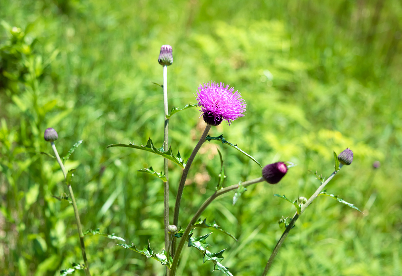 Weed Thistle Purple Flower