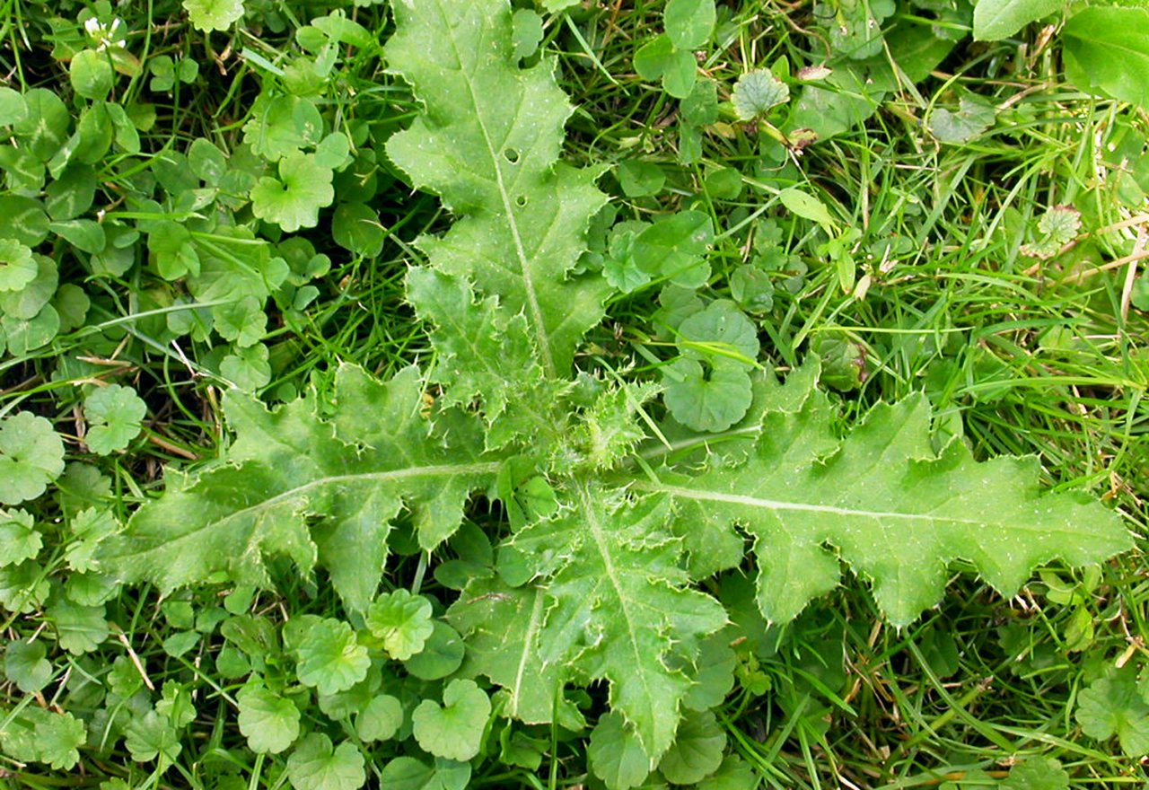 Weed Thistle