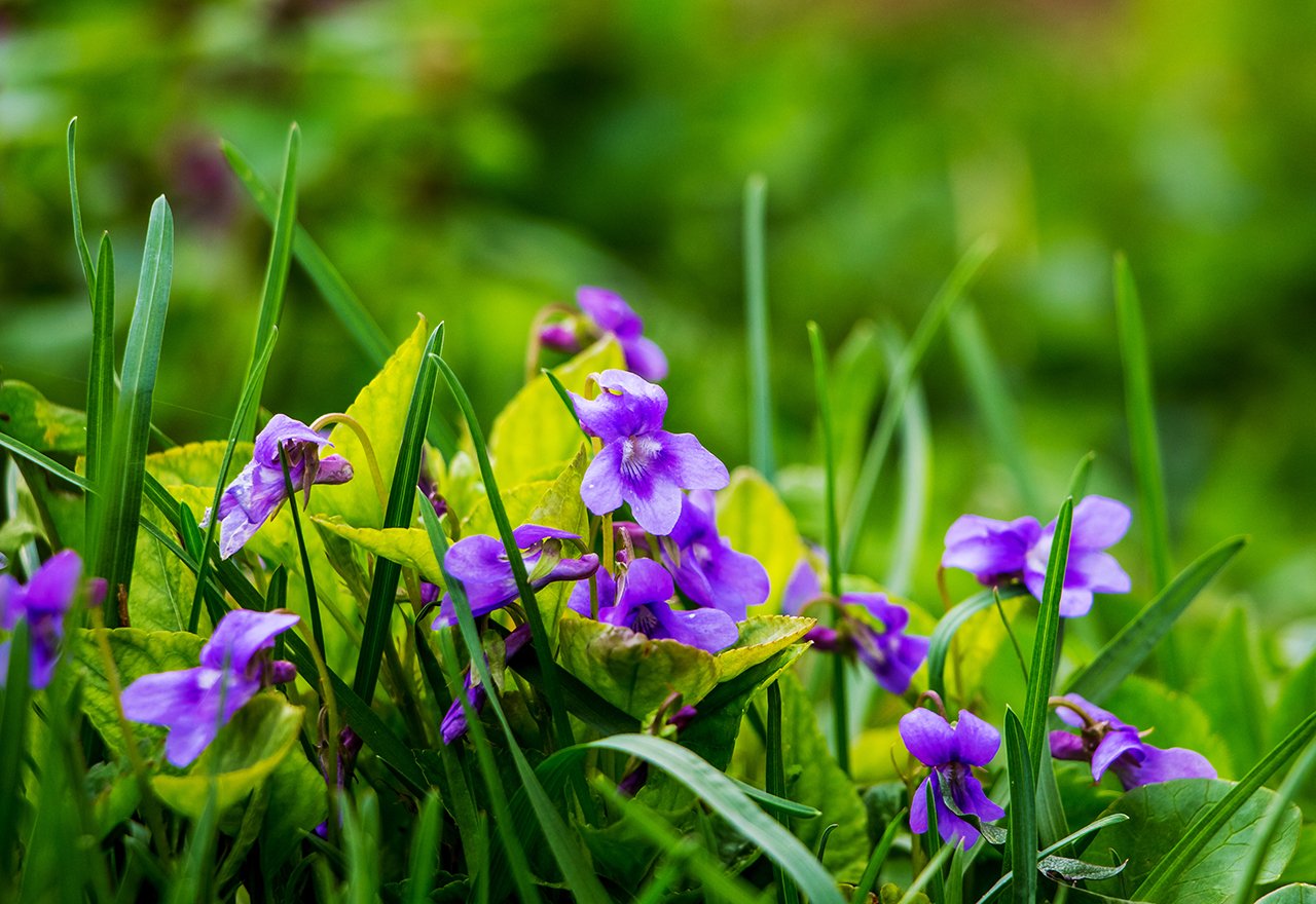 Weed Wild Violets Grass