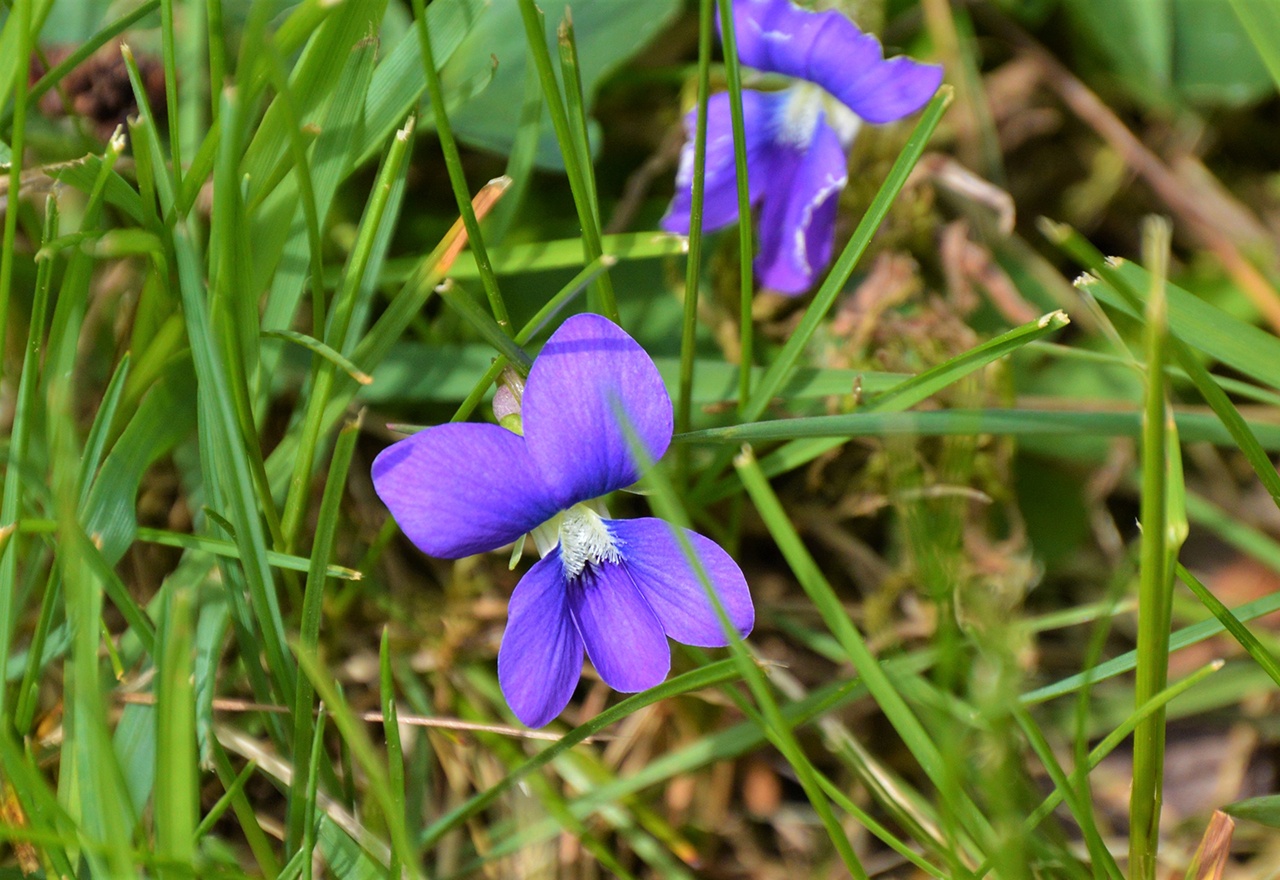 Weed Wild Violets