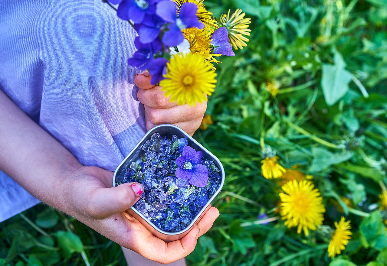 Wild Violets Dandelions Forage Medicine