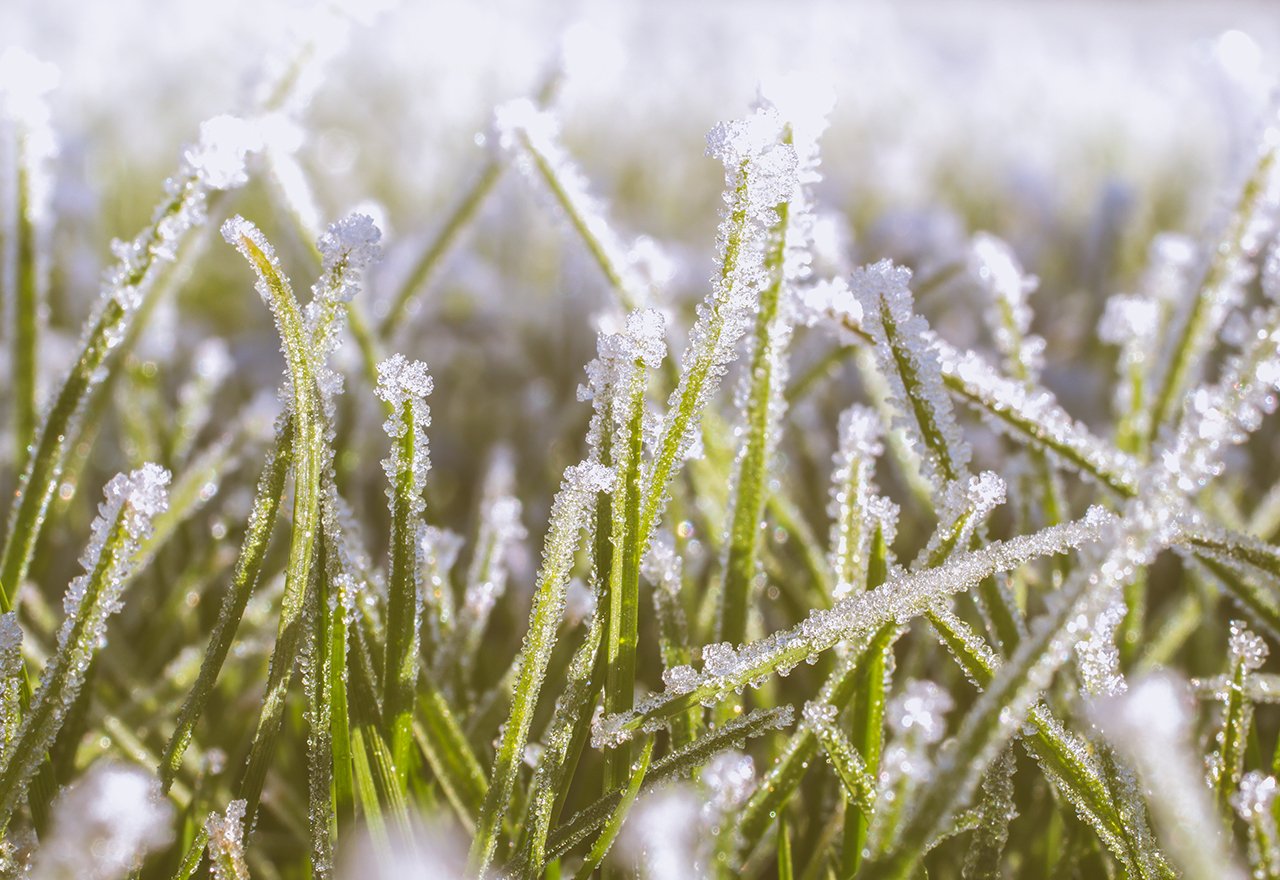 Winter Frozen Grass