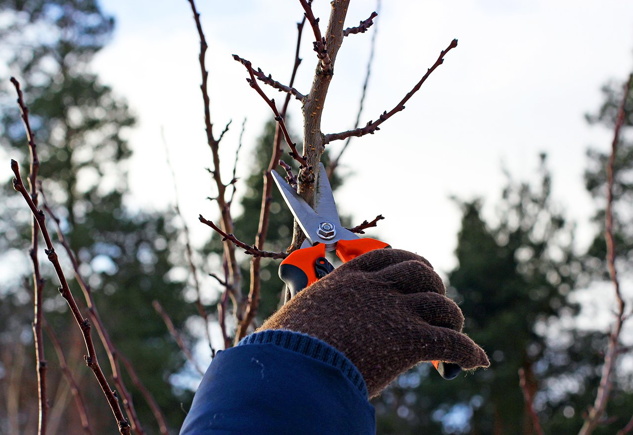 Winter Tree Prunning