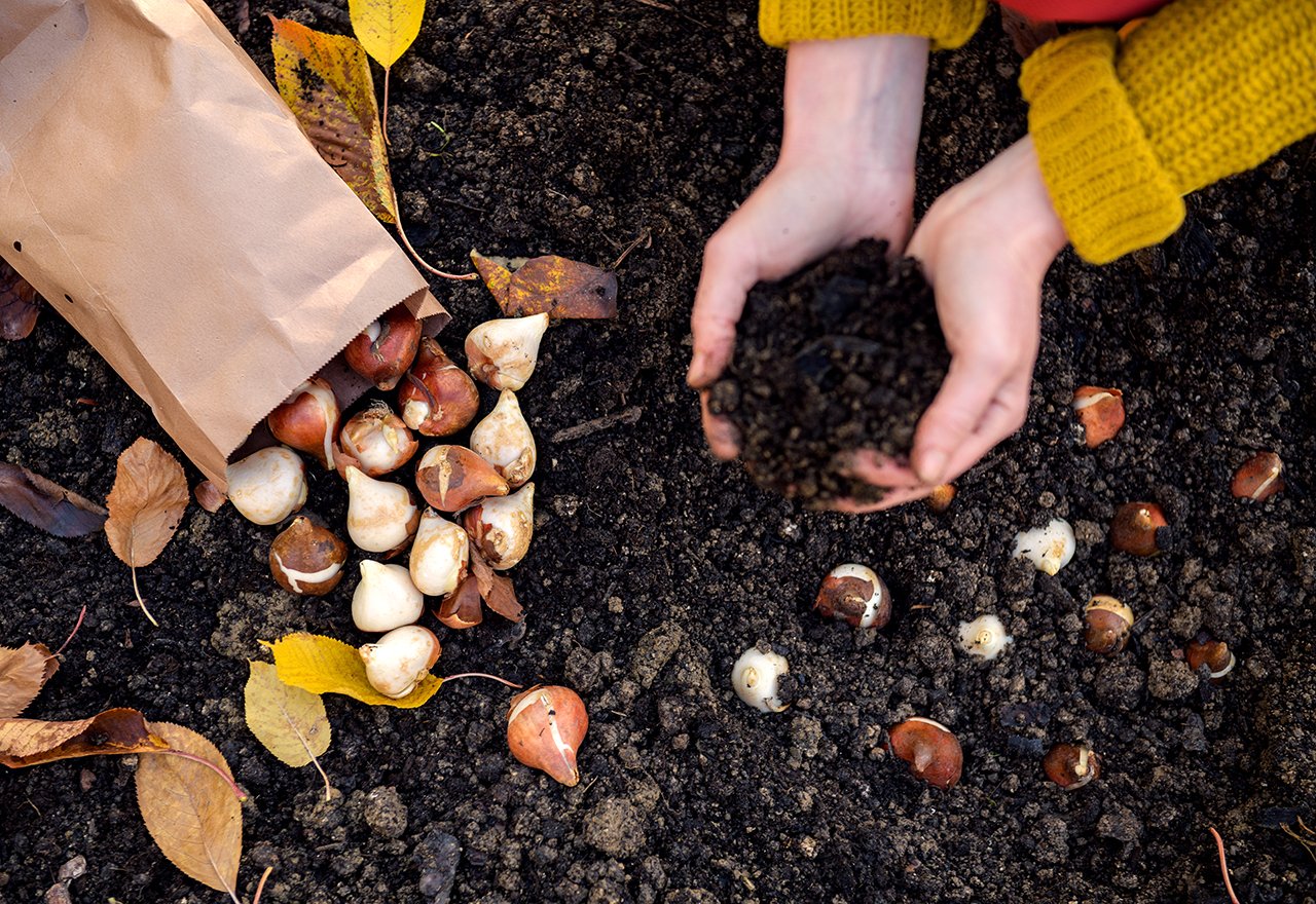 Woman Planting Tulip Bulbs Fall