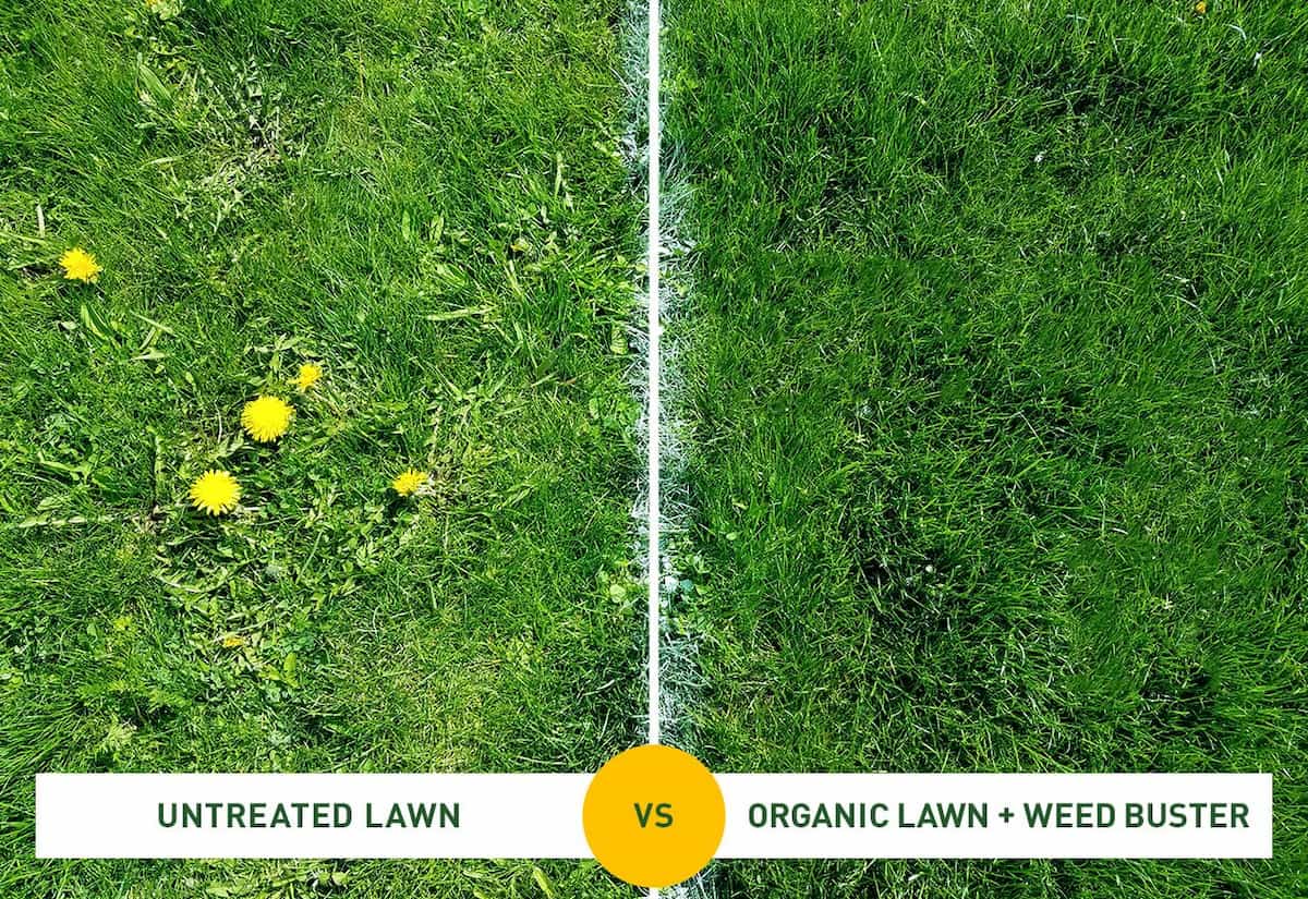 grass comparison between untreated and organic cared for
