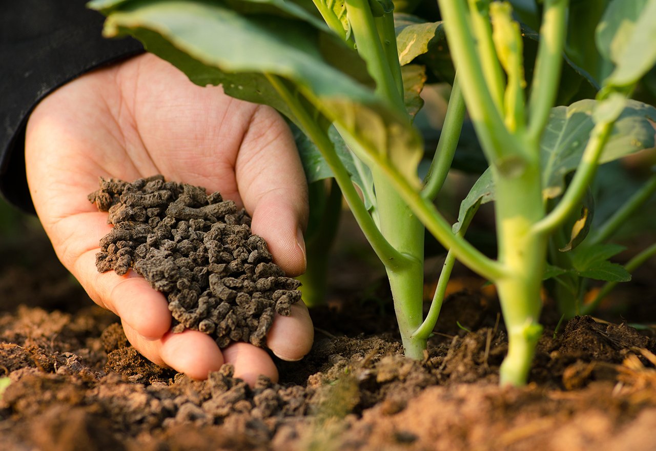 Compost Topdressing Organic