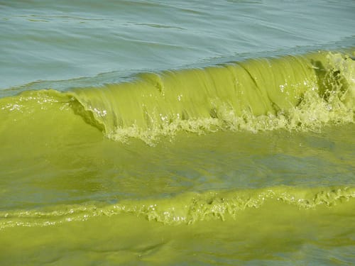 Waves of toxic algae in Toledo Ohio