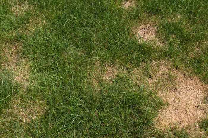 Brown Spots on Grass