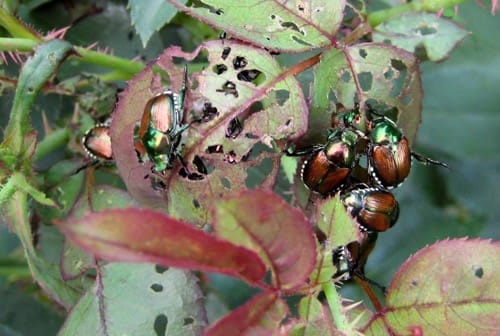 Japense Beetles eating rose plants