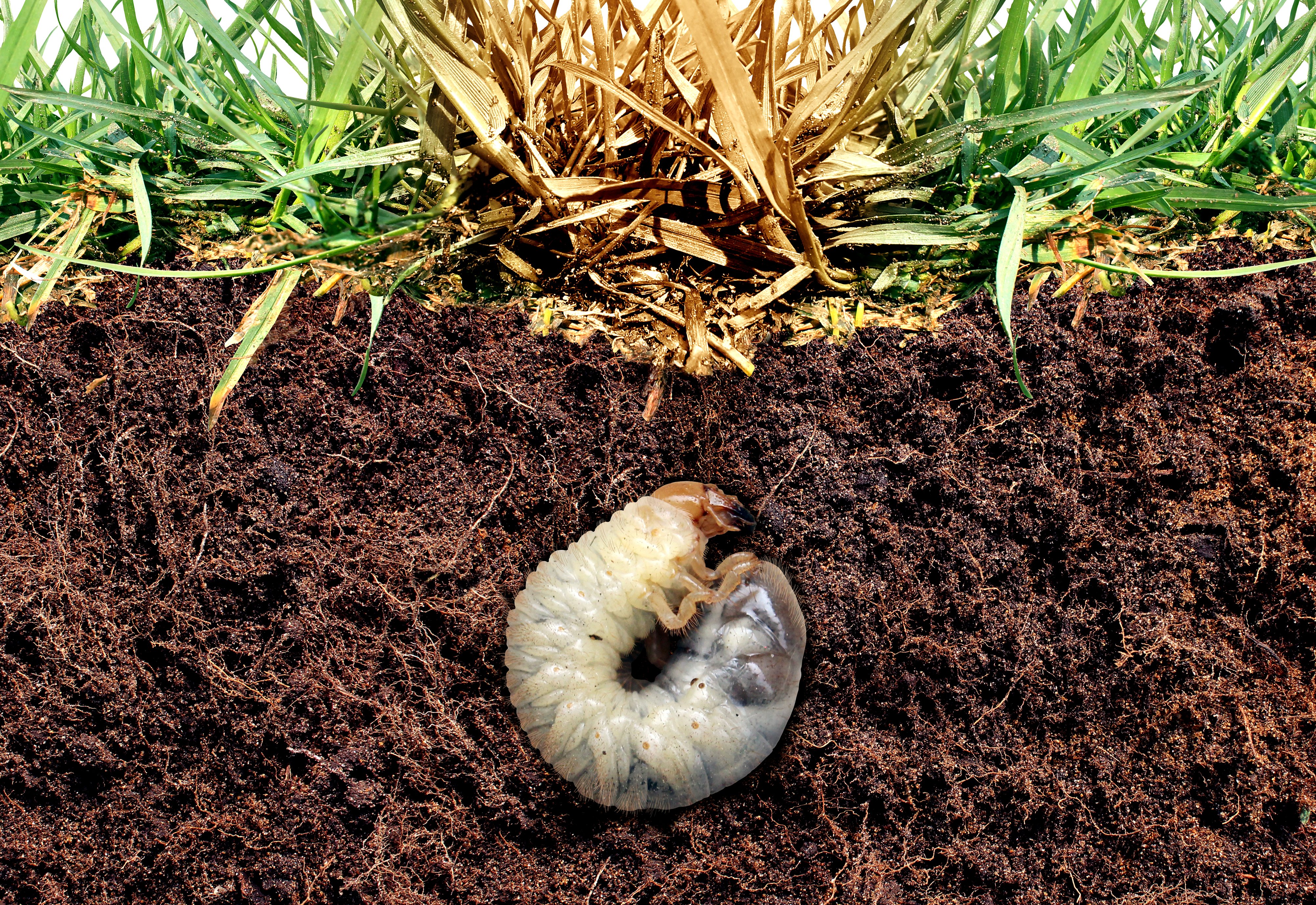 Japanese Beetle Grub Soil Underground