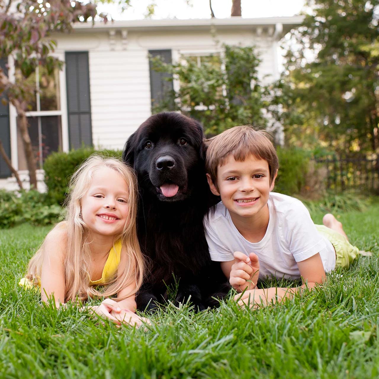 Kids Dog Laying Square Web