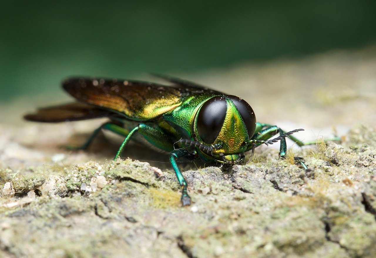 Pest Ash Borer