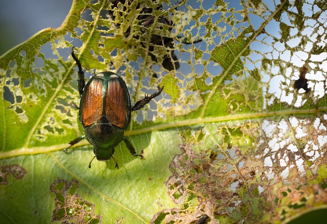 Pest Japanese Beetle