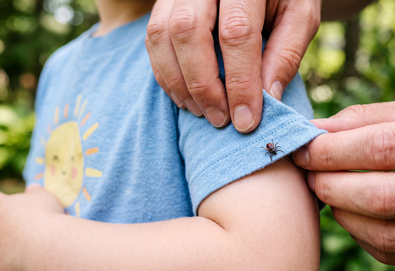Pest Tick Boy Arm Dad