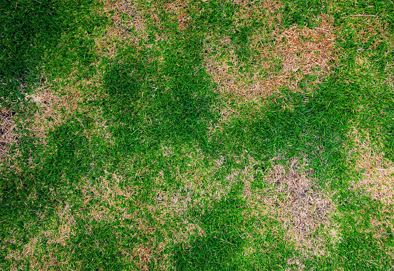 White Grub Damage to Lawns