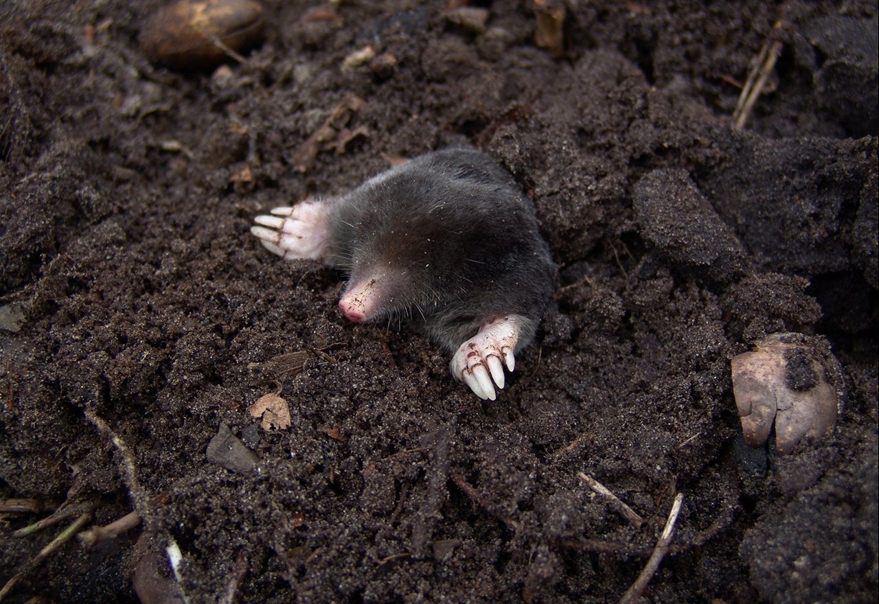 Rodent Mole-1