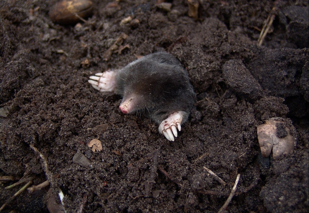 Rodent Mole