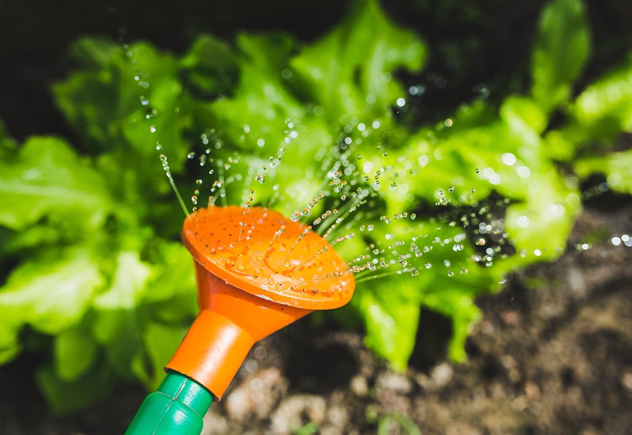 Sprinkler Orange