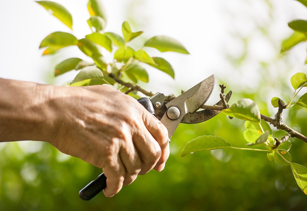 Tree Pruning