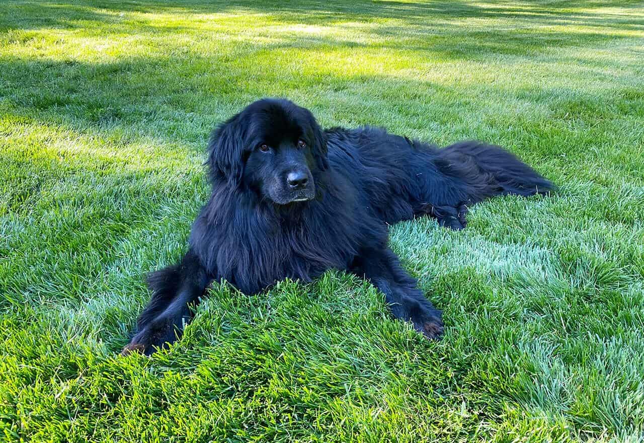 dog-grass-lawn-web