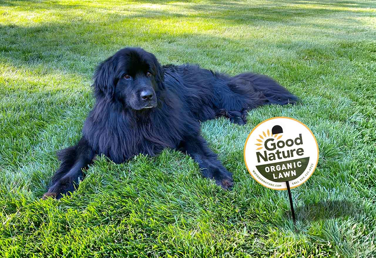 dog-in-organic-lawn-with-good-nature-sign